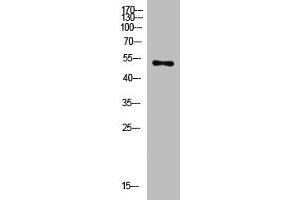 Western Blot analysis of mouse-heart cells using primary antibody diluted at 1:2000(4 °C overnight). (FA2H Antikörper  (AA 101-150))