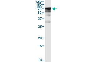 Immunoprecipitation of GGT1 transfected lysate using anti-GGT1 monoclonal antibody and Protein A Magnetic Bead , and immunoblotted with GGT1 MaxPab rabbit polyclonal antibody. (GGT1 Antikörper  (AA 381-470))