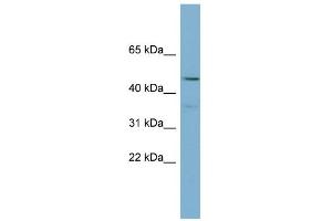 WB Suggested Anti-PPARA Antibody Titration:  0.
