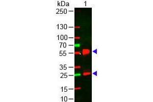 Western Blot of Goat anti-Mouse IgG (H&L) Antibody 649 Conjugated Pre-Adsorbed Lane 1: Mouse IgG Load: 50 ng per lane Secondary antibody: Mouse IgG (H&L) Antibody 649 Conjugated Pre-Adsorbed at 1:1,000 for 60 min at RT Block: ABIN925618 for 30 min at RT Predicted/Obsevered Size: 28 and 55 kDa/28 and 55 kDa (Ziege anti-Maus IgG (Heavy & Light Chain) Antikörper (DyLight 649) - Preadsorbed)