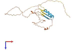 CTAG2 Protein (AA 1-210) (His tag)