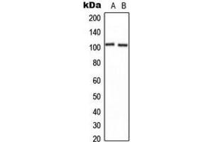 Western blot analysis of CNGB1 expression in U2OS (A), NIH3T3 (B) whole cell lysates.