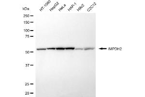 anti-IMP (Inosine 5'-Monophosphate) Dehydrogenase 2 (IMPDH2) antibody