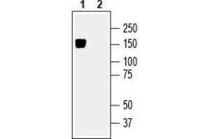 Western Blotting (WB) image for anti-Solute Carrier Family 12 (Potassium-Chloride Transporter) Member 5 (SLC12A5) (AA 967-980), (Intracellular) antibody (ABIN7043673)
