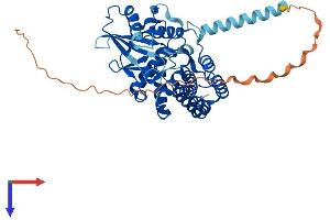 Ethanolamine Kinase 1 Protein (ETNK1) (AA 1-452) (His tag)