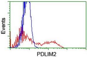HEK293T cells transfected with either RC210022 overexpress plasmid (Red) or empty vector control plasmid (Blue) were immunostained by anti-PDLIM2 antibody (ABIN2454496), and then analyzed by flow cytometry. (PDLIM2 Antikörper)