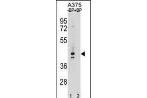 OR5AC2 Antibody (C-term) (ABIN1881606 and ABIN2838835) pre-incubated without(lane 1) and with(lane 2) blocking peptide in  cell line lysate. (OR5AC2 Antikörper  (C-Term))