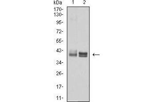 Western blot analysis using HLA-B mouse mAb against Ramos (1) and A431 (2) cell lysate. (HLA-B Antikörper  (AA 241-362))