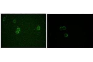 Immunocytochemistry (ICC) image for anti-Apolipoprotein M (APOM) antibody (ABIN1842853)