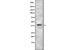 Western blot analysis of KLF8 using COS7 whole cell lysates
