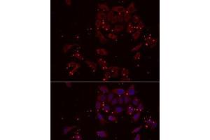 Immunofluorescence analysis of MCF7 cells using NRBF2 Polyclonal Antibody (NRBF2 Antikörper)