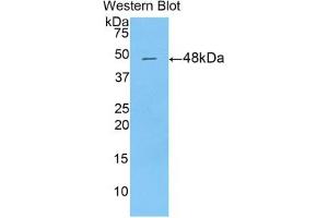 Detection of Recombinant DPT, Mouse using Polyclonal Antibody to Dermatopontin (DPT) (Dermatopontin Antikörper  (AA 29-197))