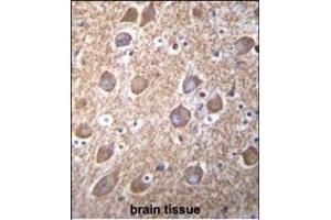 RASGRP2 Antibody (N-term) (ABIN656117 and ABIN2845456) immunohistochemistry analysis in formalin fixed and paraffin embedded human brain tissue followed by peroxidase conjugation of the secondary antibody and DAB staining. (RASGRP2 Antikörper  (N-Term))
