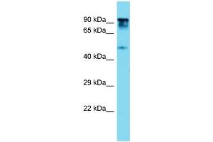 Host: Rabbit  Target Name: Ptpn12  Sample Tissue: Rat Thymus lysates  Antibody Dilution: 1. (PTPN12 Antikörper  (C-Term))