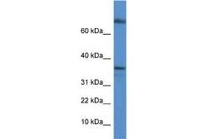 TCEA1 Antikörper  (C-Term)