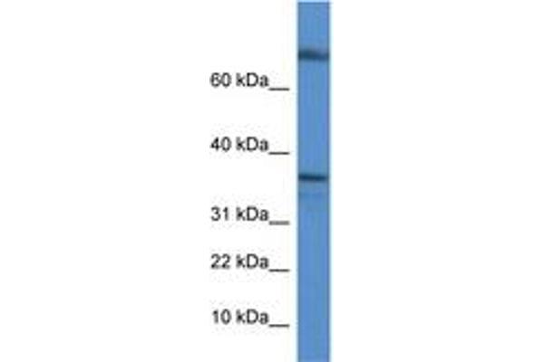 TCEA1 Antikörper  (C-Term)