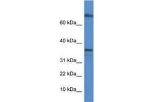 Image no. 1 for anti-Transcription Elongation Factor A Protein 1 (TCEA1) (C-Term) antibody (ABIN6746165) (TCEA1 Antikörper  (C-Term))