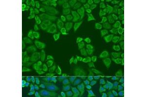 Immunofluorescence analysis of U2OS cells using Polyclonal AntibodyPC4 Polyclonal Antibody at dilution of 1:100. (SUB1 Antikörper)