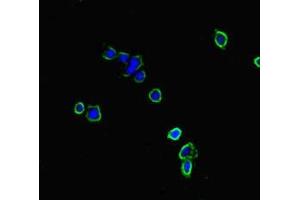 Immunofluorescent analysis of HepG2 cells using ABIN7161242 at dilution of 1:100 and Alexa Fluor 488-congugated AffiniPure Goat Anti-Rabbit IgG(H+L) (NBEAL2 Antikörper  (AA 1360-1574))