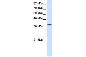 EIF4G2 antibody used at 0. (EIF4G2 Antikörper  (C-Term))