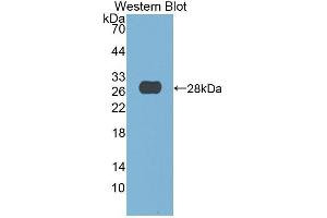 Western Blotting (WB) image for anti-Deoxyribonuclease I (DNASE1) (AA 19-259) antibody (ABIN3201564) (DNASE1 Antikörper  (AA 19-259))