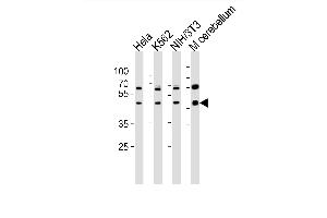 Western blot analysis of lysates from Hela, K562, mouse NIH/3T3 cell line and mouse cerebellum tissue lusate(from left to right), using Mouse Actl6a Antibody (C-term) (ABIN6243021 and ABIN6577593). (BAF53A Antikörper  (C-Term))