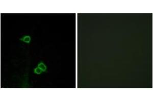 Immunofluorescence analysis of COS7 cells, using CXCR7 Antibody. (CXCR7 Antikörper  (AA 311-360))