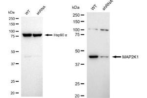 Western blotting analysis using MAP2K1 antibody (ABIN7799461). (Rekombinanter MEK1 Antikörper)