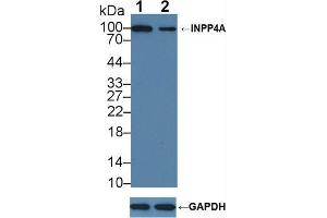 Western Blotting (WB) image for anti-Inositol Polyphosphate-4-Phosphatase, Type I, 107kDa (INPP4A) antibody (ABIN7640579)
