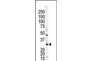 Antibody is used in Western blot to detect STK16 in mouse brain tissue lysate.