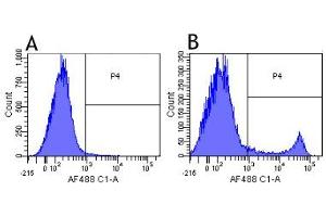 Flow-cytometry using anti-CD8a antibody YTS 105. (Rekombinanter CD8 alpha Antikörper)