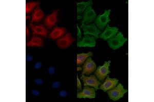 ABIN6257616 and ABIN6275245 staining Hela cells by IF/ICC. (MRPL49 Antikörper  (Internal Region))