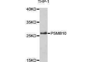 Western blot analysis of extracts of THP-1 cells, using PSMB10 antibody. (PSMB10 Antikörper)