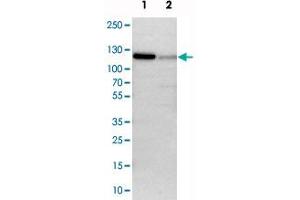 Western blot analysis of cell lysates with PAPOLA polyclonal antibody  at 1:250-1:500 dilution. (PAPOLA Antikörper)