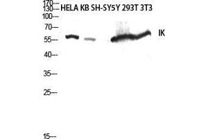 Western Blot (WB) analysis of HeLa, KB, SH-SY5Y, 293T, 3T3 lysis using IK antibody. (Protein Red (IK) (C-Term) Antikörper)