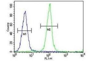 IGKV A18 antibody flow cytometric analysis of MDA-MB435 cells (green) compared to a negative control cell (blue). (IGKV A18 Antikörper  (AA 80-107))