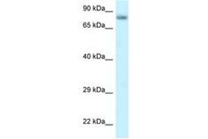 Image no. 1 for anti-Protein Phosphatase 6, Regulatory Subunit 3 (PPP6R3) (AA 627-676) antibody (ABIN6747777)