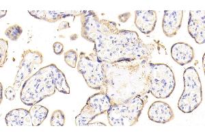 Detection of ANXA4 in Human Placenta Tissue using Polyclonal Antibody to Annexin A4 (ANXA4) (Annexin IV Antikörper  (AA 3-151))