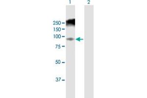 Western Blotting (WB) image for anti-Anaphase Promoting Complex Subunit 5 (ANAPC5) (AA 1-755) antibody (ABIN950136)