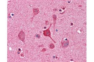 Anti-CCNDBP1 / GCIP antibody IHC of human brain, cortex. (CCNDBP1 Antikörper  (AA 348-360))