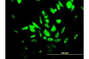 Immunofluorescence (IF) image for anti-Heme Oxygenase (Decycling) 1 (HMOX1) (AA 1-288) antibody (ABIN516552)