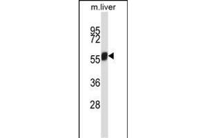 Mouse Nek3 Antibody (C-term) (ABIN657846 and ABIN2846807) western blot analysis in mouse liver tissue lysates (35 μg/lane). (NEK3 Antikörper  (C-Term))