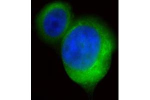 Immunofluorescent analysis of 4 % paraformaldehyde-fixed, 0. (BMP15 Antikörper)