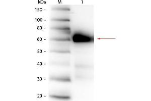 Western Blot of Rabbit anti-Alkaline Phosphatase (Calf Intestine) Antibody.
