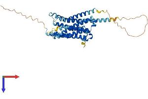 5HT1D Protein (AA 1-374) (His tag)