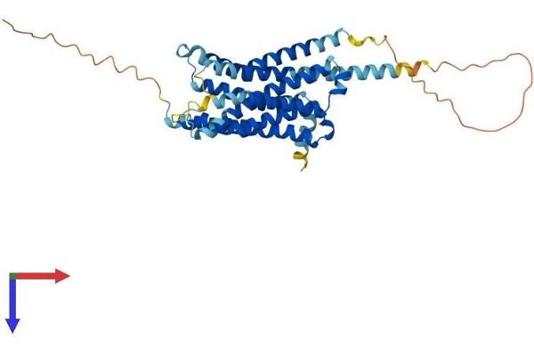 5HT1D Protein (AA 1-374) (His tag)