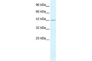 WB Suggested Anti-PSMD4 Antibody Titration:  0. (PSMD4/ASF Antikörper  (C-Term))