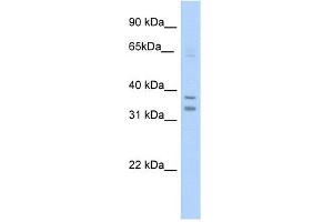 WB Suggested Anti-NR1I3 Antibody Titration:  5.