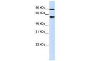 Image no. 1 for anti-Alcohol Dehydrogenase, Iron Containing, 1 (ADHFE1) (AA 288-337) antibody (ABIN6741163) (ADHFE1 Antikörper  (AA 288-337))