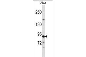 TUBGCP3 Antibody (C-term) (ABIN1537596 and ABIN2848527) western blot analysis in 293 cell line lysates (35 μg/lane). (TUBGCP3 Antikörper  (C-Term))